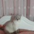 Minnoş