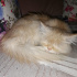 Pamuk