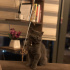 Lila