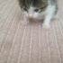 Kedi
