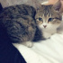 Pamuk