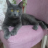 Duman
