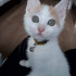 Pamuk