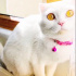 Pamuk