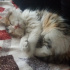 Pamuk
