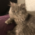 Duman