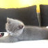 behlül