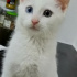 Pamuk