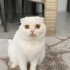 Pamuk