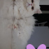 Bubbi