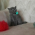 Duman