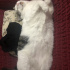Zeytin