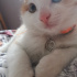 Caş