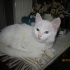 PAMUK