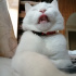 Pamuk