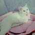 Pamuk