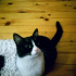 Zeytin