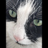 Zeytin