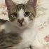 Duman
