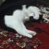 Gece