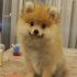 Tuffy