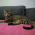 Lestat