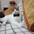 Paşa