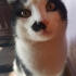 paşa