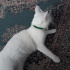 Casper