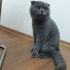 Duman