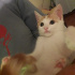 Minnoş