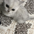 Pamuk