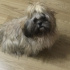 Suyi