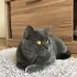 Duman