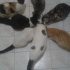 15 kedi