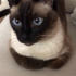 Nini