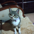 Miq