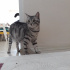 Duman