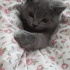 Duman