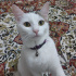 Pamuk