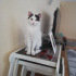 Pamuk