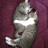 Pamuk ve Dmitri