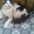 Pamuk