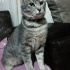 Duman