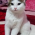 Pamuk