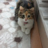 Melehat