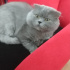 Duman