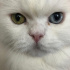 Pamuk