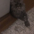 Duman