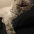 Tamtam